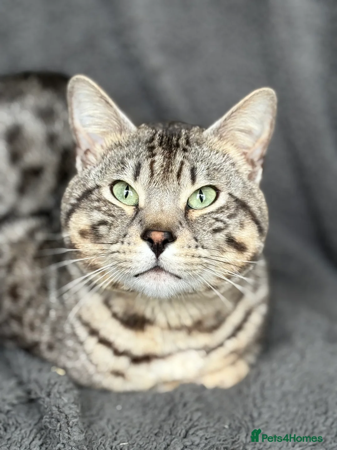 Bengal cats for sale: Neo the Bengal - Advert 7