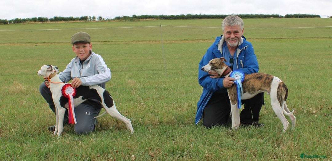 Whippet dogs for sale: Female White & Black Whippet - Advert 7