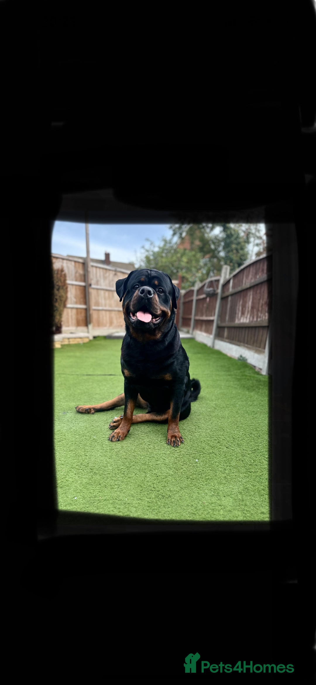 Rottweiler dogs for stud: Stud Only - Advert 1