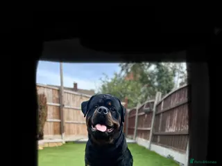 Rottweiler dogs Stud Only - Advert 4