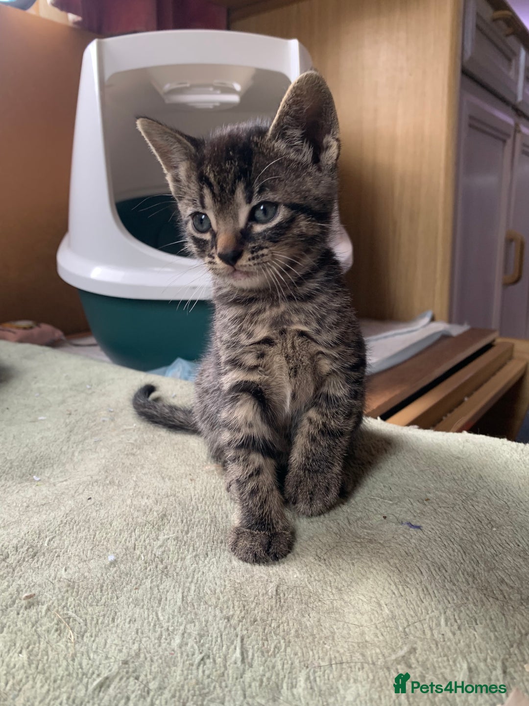 Domestic Shorthair cats for sale: Tabby kittens for sale - Image 35