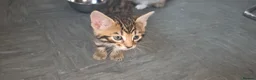 Bengal cats for sale: Beautifully Pure Brown Rossete Bengal girl - Advert 12