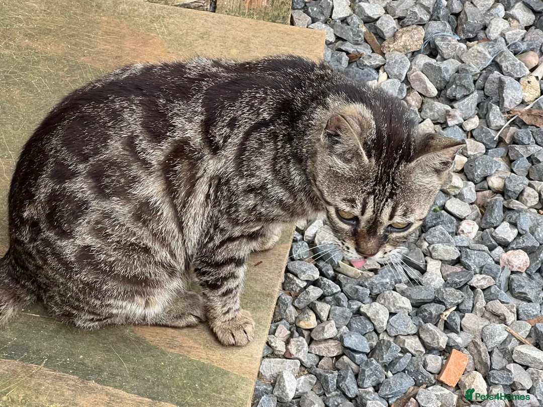 Bengal cats for sale: Bengal boy - Advert 9