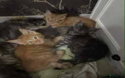 Maine Coon cats for sale: BEAUTIFUL FULL MAINE COON KITTENS AVAILABLE NOW 🐱 - Advert 2
