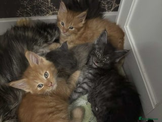 Maine Coon cats BEAUTIFUL FULL MAINE COON KITTENS AVAILABLE NOW 🐱 - Advert 2