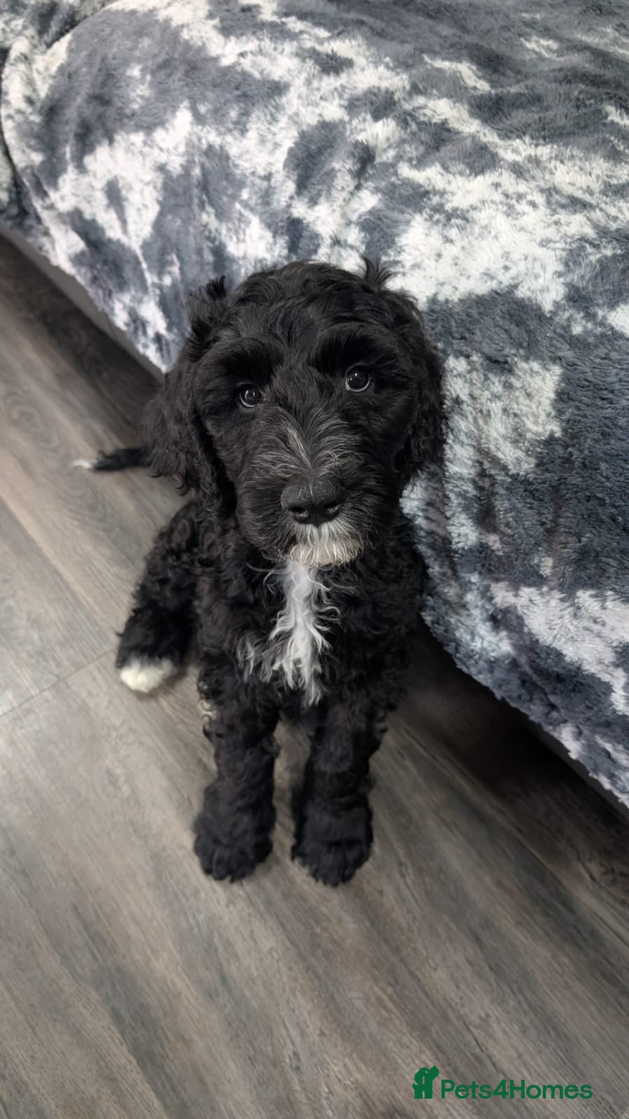 Sheepadoodle dogs F1b Sheepadoodles, **READY TO GO NOW** - Advert 17