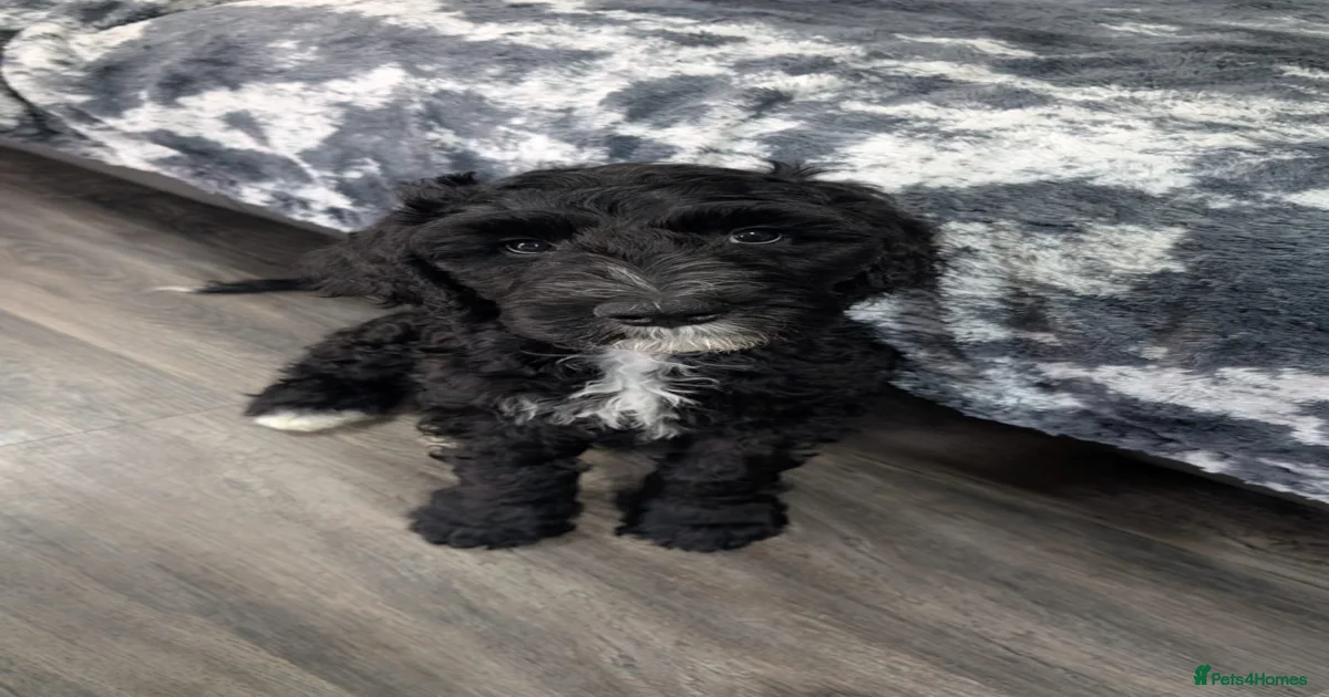 Grey# Sheepadoodle Puppies for sale | Pets4Homes
