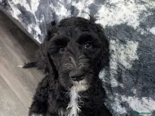 Sheepadoodle dogs F1b Sheepadoodles, **READY TO GO NOW** - Advert 17