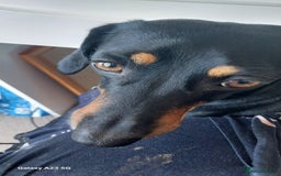 Miniature Dachshund dogs for sale: Looking for a new home 4 yro Miniture Daschund  - Image 2