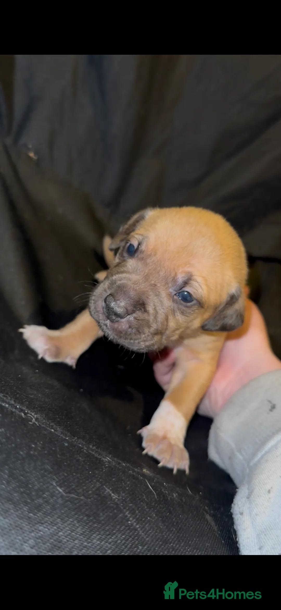 Mixed Breed dogs for sale: Staff X Sharpei puppies  - Advert 11