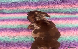 Miniature Dachshund dogs for sale: Miniature Dachshund Boys and Girls From £700 - Image 15