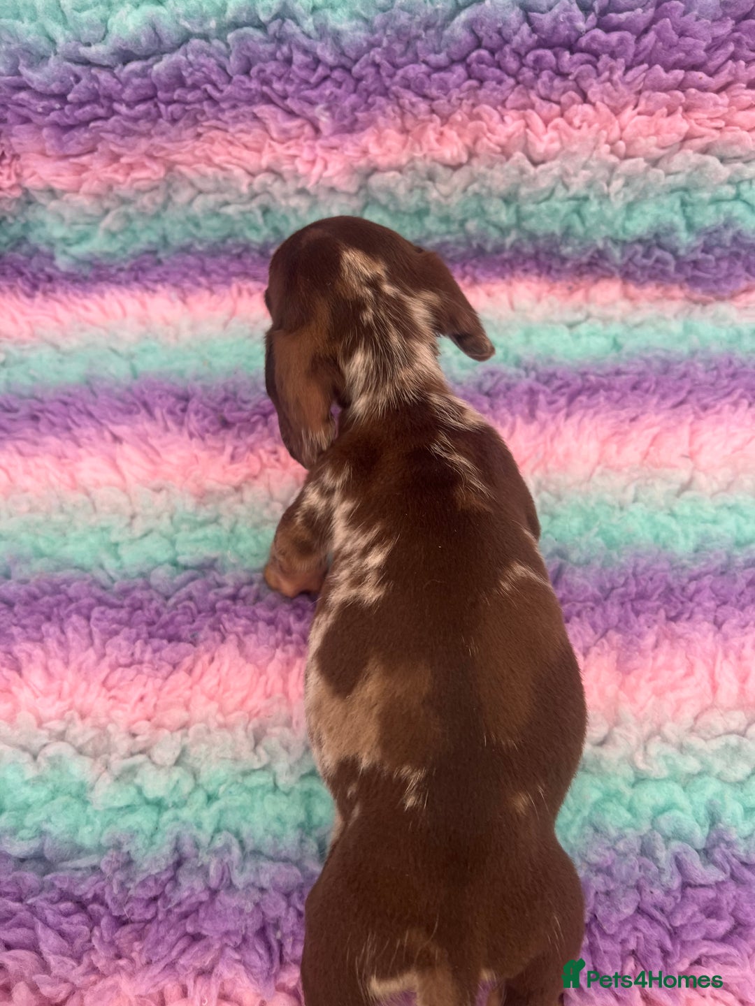 Miniature Dachshund dogs for sale: Miniature Dachshund Boys and Girls From £700 - Image 15
