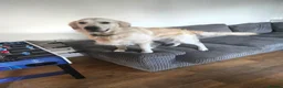 Golden Retriever dogs for sale: 1 year Golden retriever male needing rehome - Advert 2