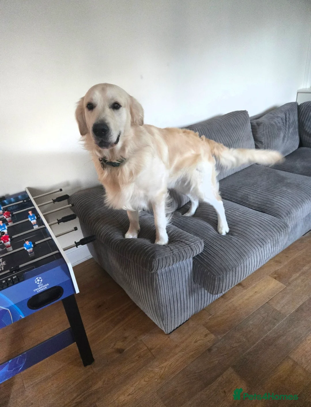 Golden Retriever dogs for sale: 1 year Golden retriever male needing rehome - Advert 2
