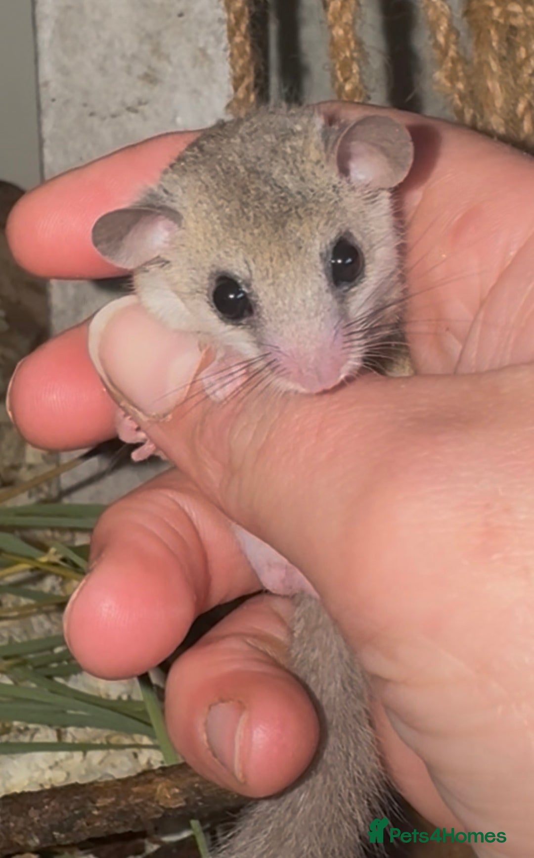 Mouse rodents for sale: Mixed Age African Pygmy Dormice  - Advert 5