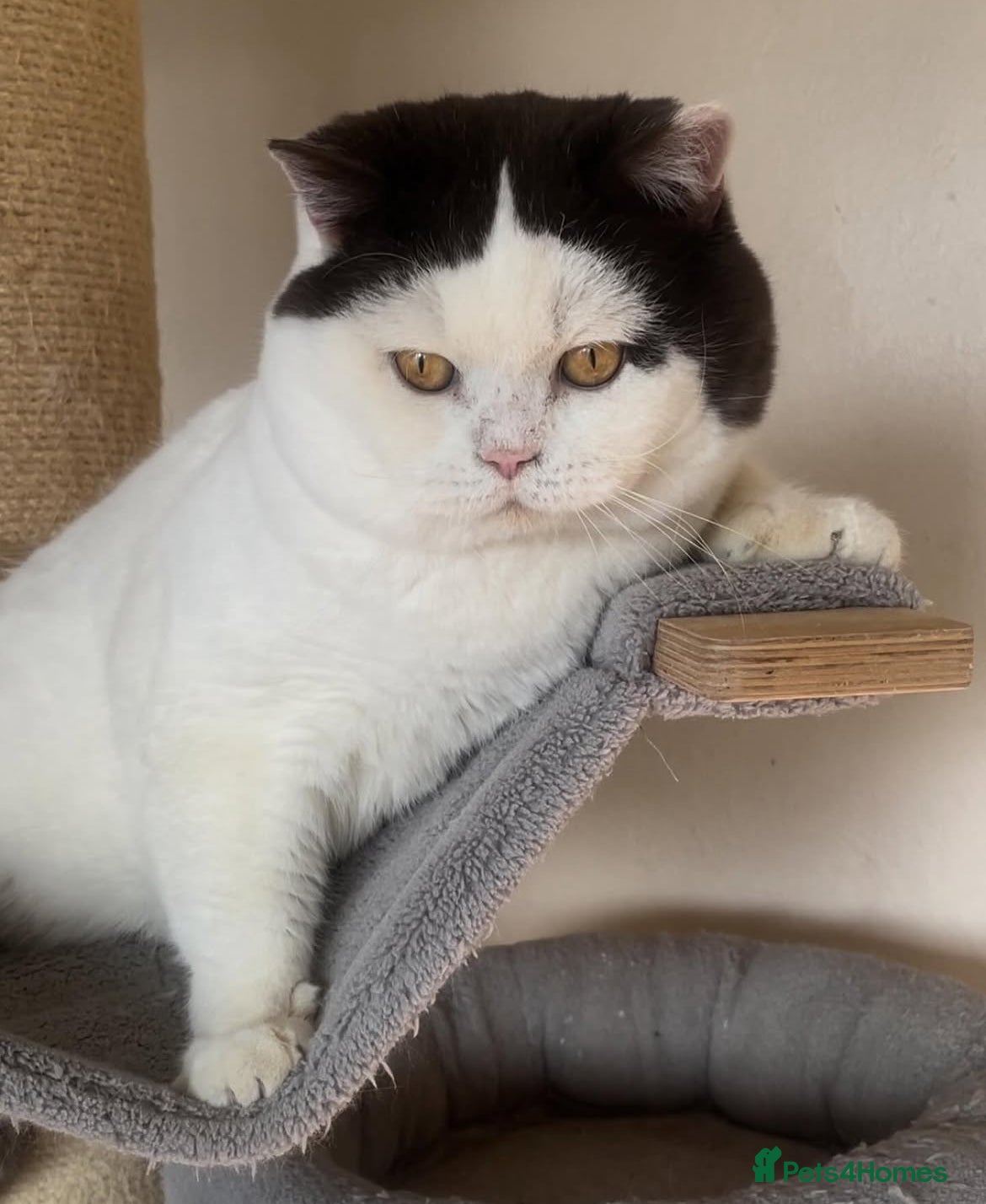 British Shorthair cats for sale: Beautiful BSH Champion line Kittens  - Advert 31