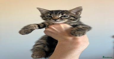 Bengal cats - Advert 8