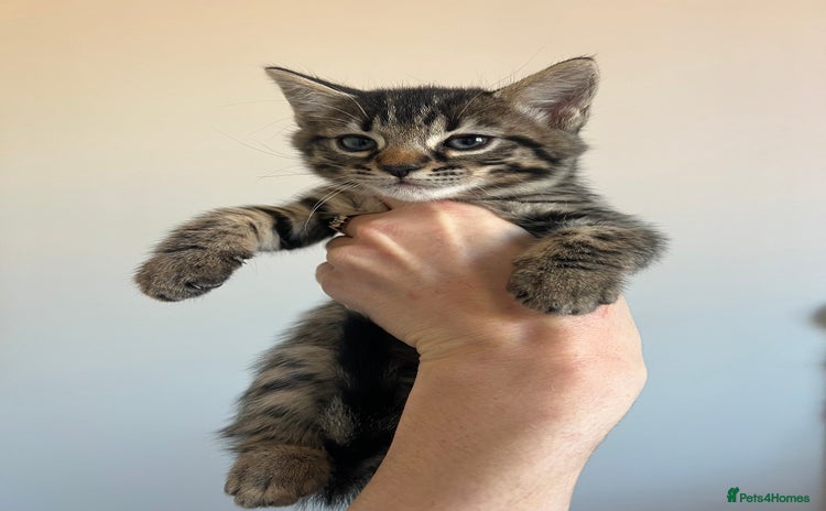Bengal cats - Advert 2