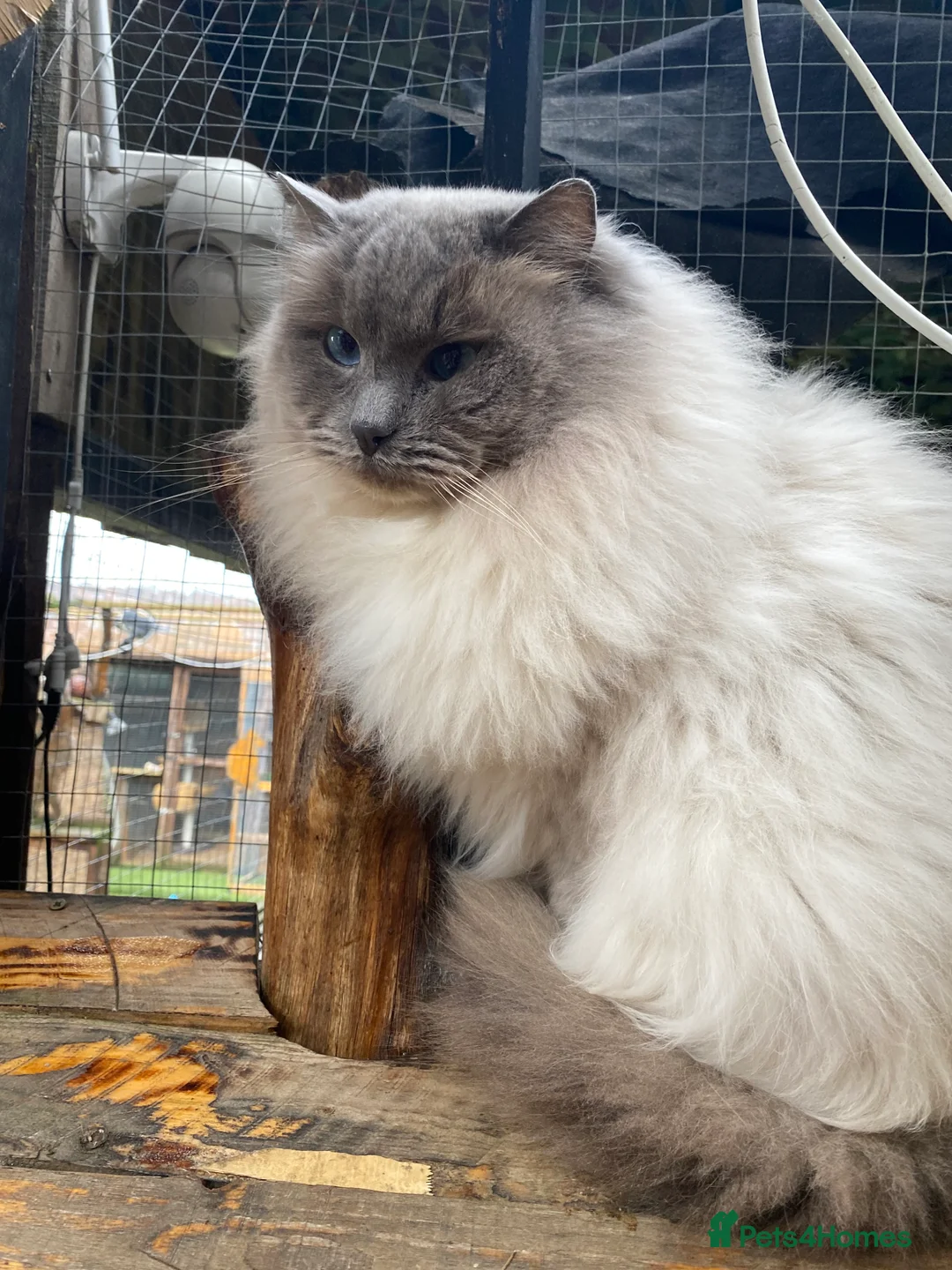 Ragdoll cats for stud: Stud Gccf Active duel Tica blue point  in Grantham - Advert 17