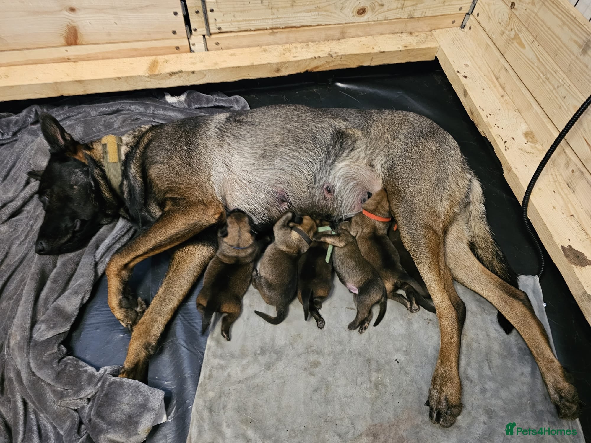 Belgian Shepherd Dog dogs Belgian Malinois Puppies for Sale (Working Line) - Advert 1