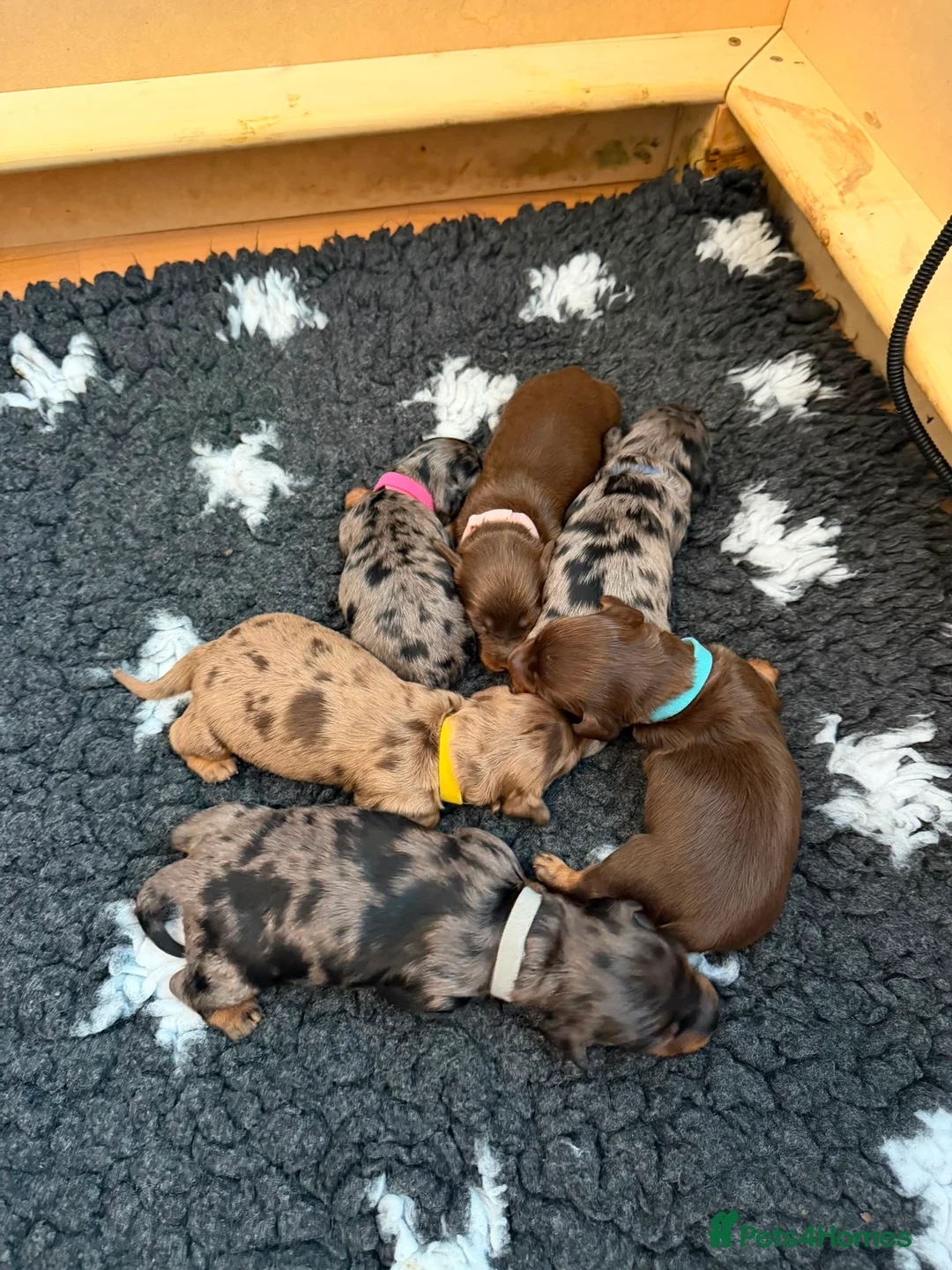 Miniature Dachshund dogs for sale:  🐾 Stunning longhaired mini dachshunds 🐾 - Advert 2