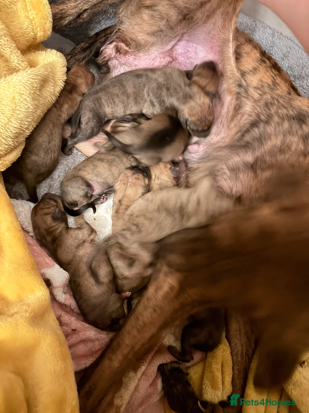 Whippet dogs for sale: Wippet pups born 21/02/2026 in Newcastle - Advert 1
