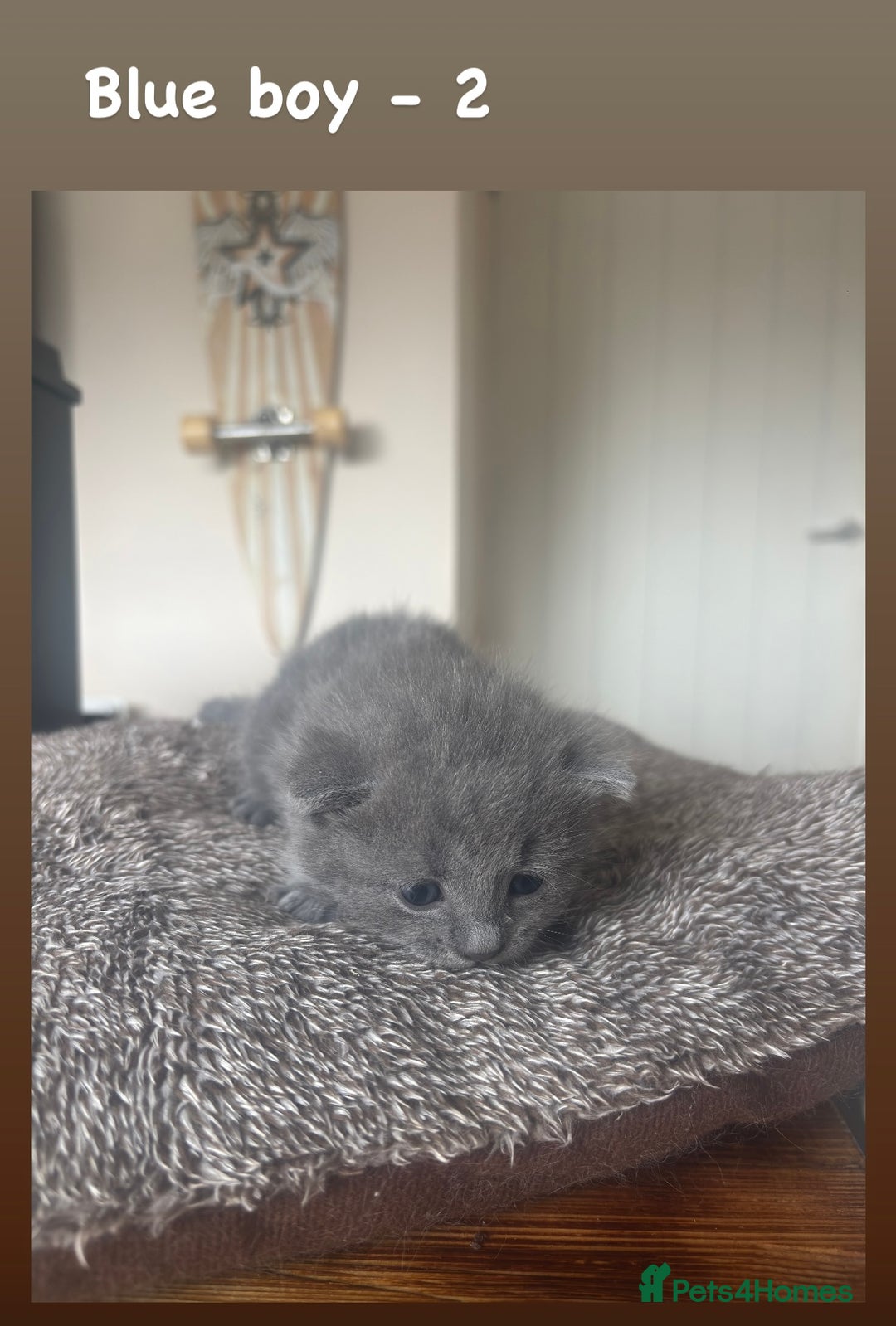 Mixed Breed cats for sale: British shorthair cross kittens for sale  - Image 3