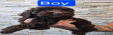 Cockapoo Boy 2 