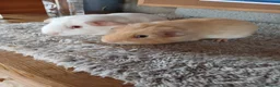 Guinea Pig rodents for sale: Two male guinea pigs - Advert 1