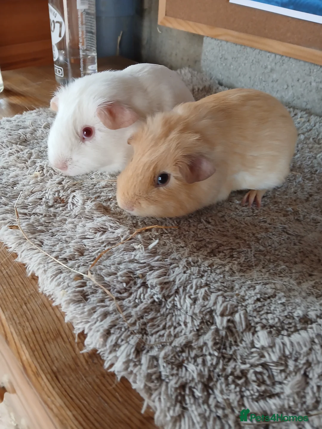 Guinea Pig rodents for sale: Two male guinea pigs - Advert 1