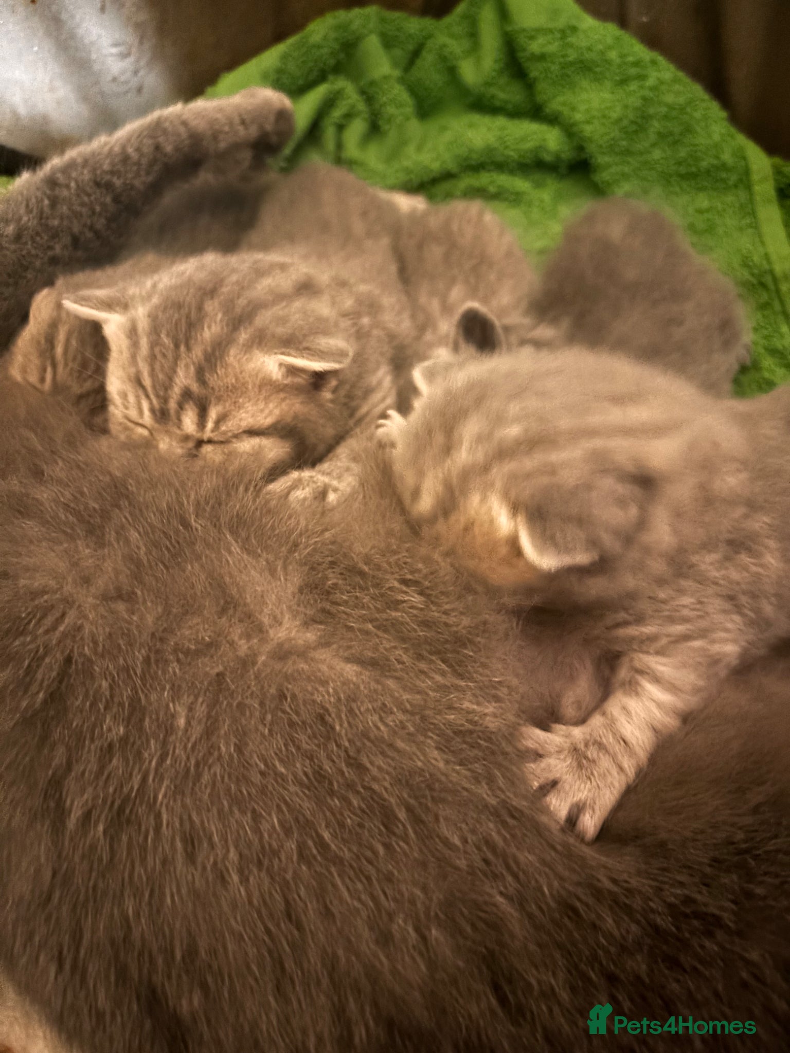 British Shorthair cats British shorthair tabby’s  - Advert 5