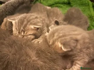 British Shorthair cats British shorthair tabby’s - Advert 5