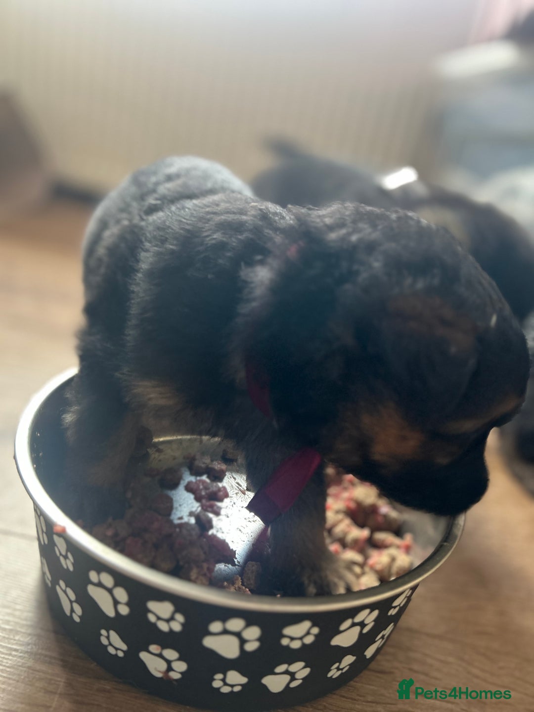 German Shepherd dogs for sale: Kc registered long haired GSD Puppy - Advert 25