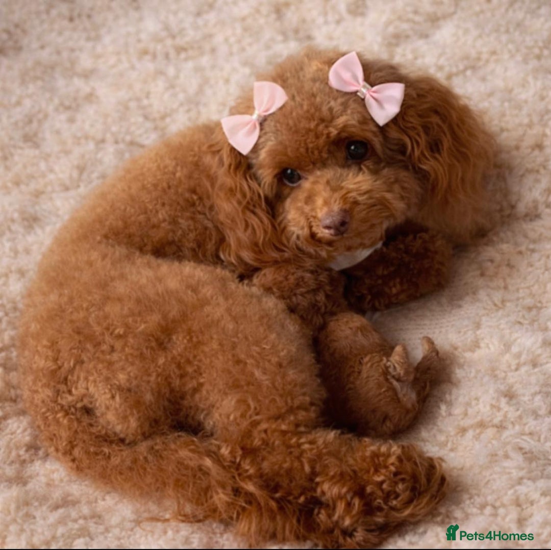 Toy Poodle dogs for sale: 🤎🐾 Beautiful Puppies Available 🤎🐾 - Advert 5