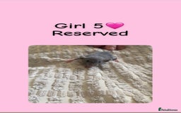 Rat rodents for sale: Beautiful baby rats looking for forever homes! - Image 5