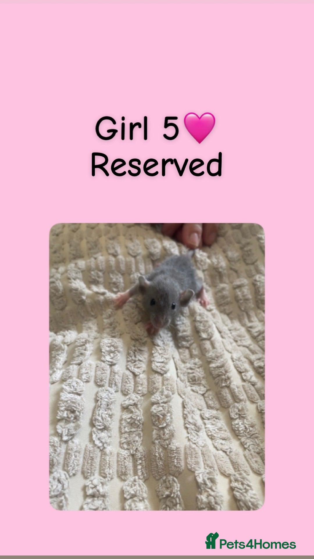 Rat rodents for sale: Beautiful baby rats looking for forever homes! - Image 5