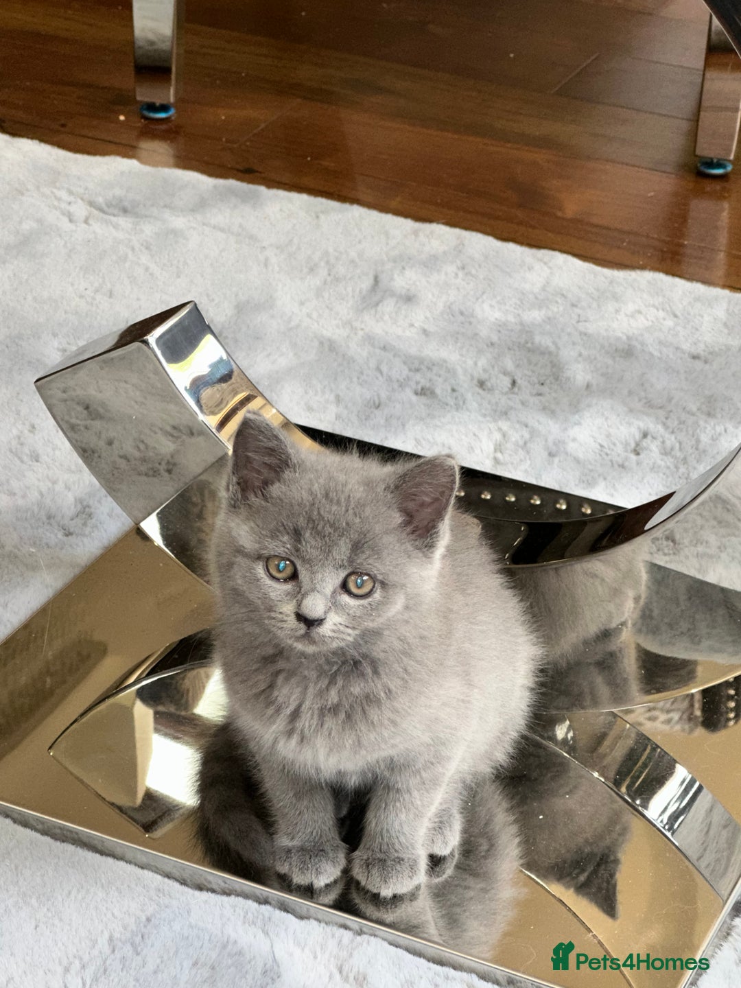 British Shorthair cats for sale: Gorgeous 2 female grey kittens for sale - Image 5