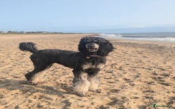 Bernedoodle dogs for sale: ⭐⭐⭐⭐Licensed•Ethical•HomeBreeder - Image 21