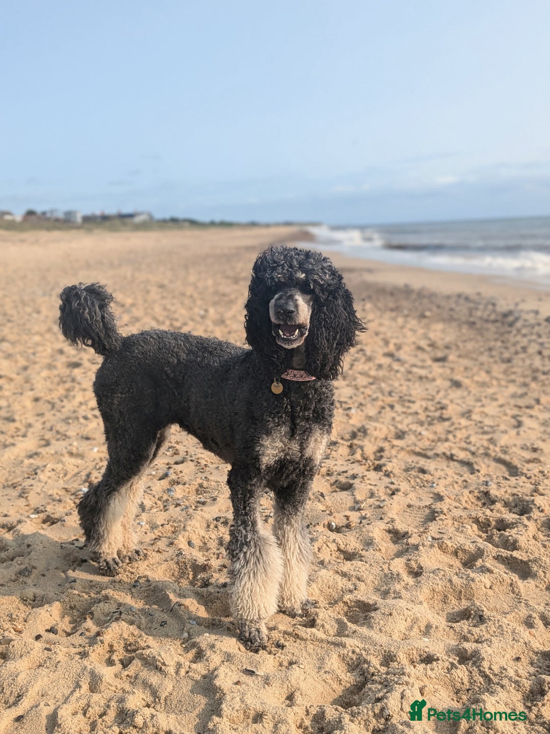 Bernedoodle dogs for sale: ⭐⭐⭐⭐Licensed•Ethical•HomeBreeder - Image 21