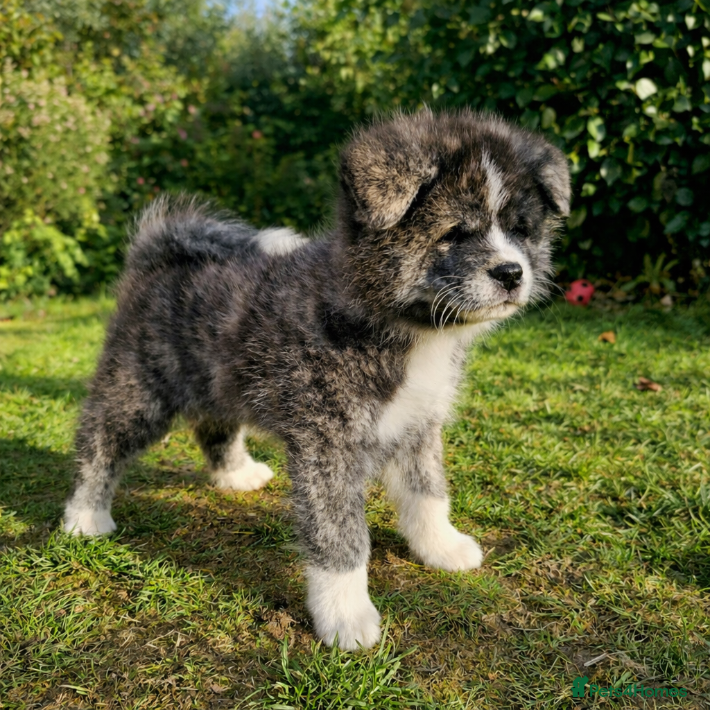 Japanese Akita Inu dogs Jepanese Akita Inu KC registered - Advert 2