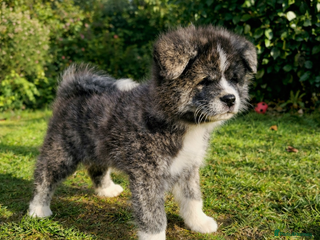 Japanese Akita Inu dogs Jepanese Akita Inu KC registered - Advert 2