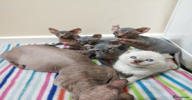 Sphynx cats Unique Elf, Sphynx & Dwelf Babies - Advert 2