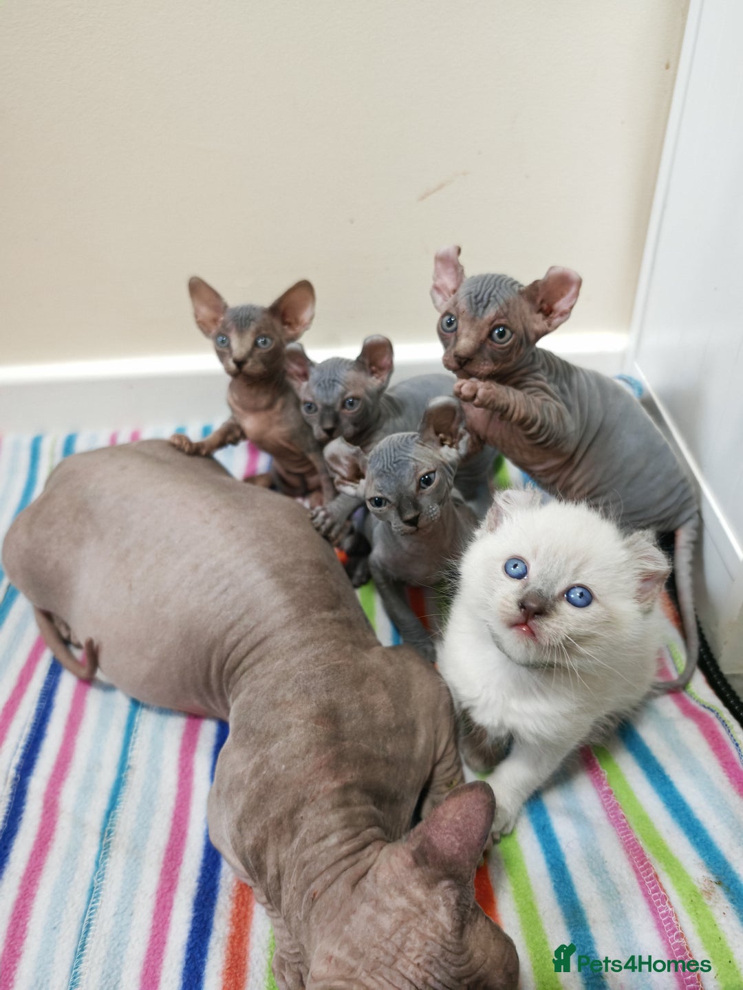 Sphynx cats for sale: Unique Elf, Sphynx & Dwelf Babies - Advert 3