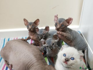 Sphynx cats Unique Elf, Sphynx & Dwelf Babies - Advert 4