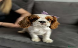 Cavalier King Charles Spaniel dogs for sale: Beautiful King Charles cavalier puppy’s  in Sunderland - Image 32