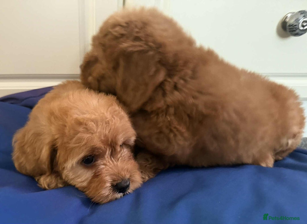 Cockapoo dogs for sale: Ready to beautiful cockapoo puppies  - Advert 18