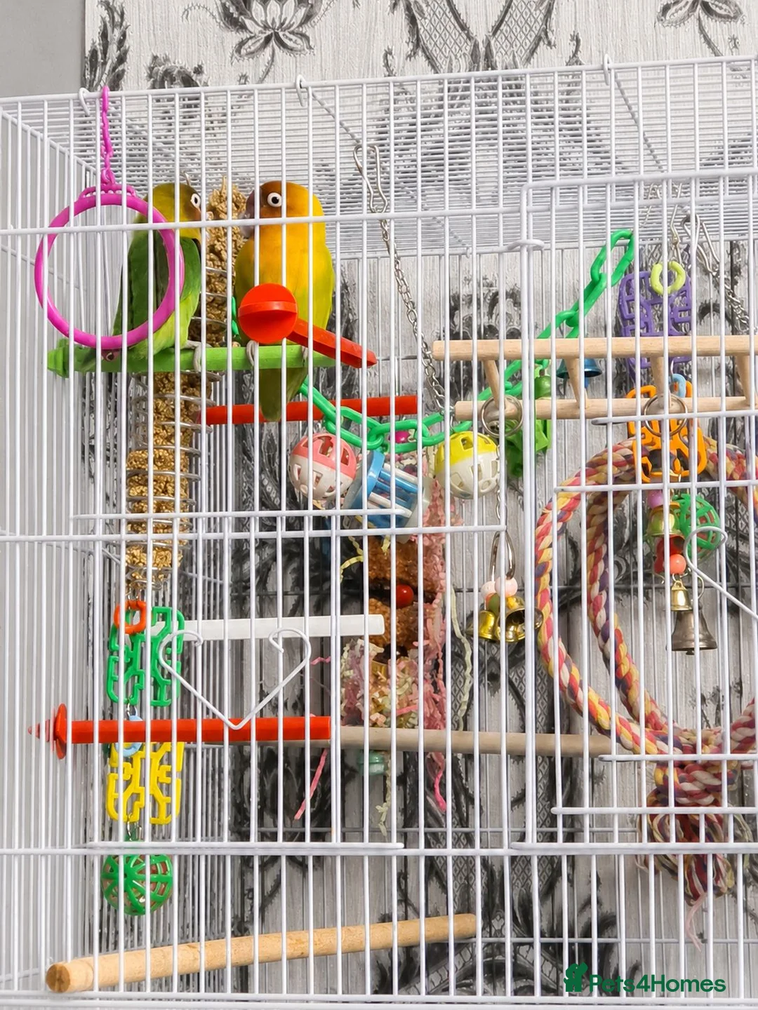 Lovebirds birds for sale: A pair of lovebirds  in Wolverhampton - Advert 2