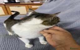 Mixed Breed cats for adoption: NOSE - a Lovely boy, for a Loving Home - Image 3