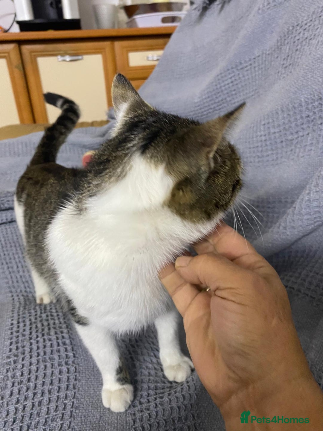 Mixed Breed cats for adoption: NOSE - a Lovely boy, for a Loving Home - Image 3