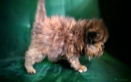 Persian cats for sale: Beautiful and Rare Purebred Persian Kittens - Image 11